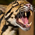 slides/_MG_5256.jpg wildlife, feline, big cat, cat, predator, fur, marking, clouded, leopard, eye, fang WBCS18 - Clouded Leopard